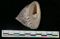 藏品(花斑鐘螺)的圖片